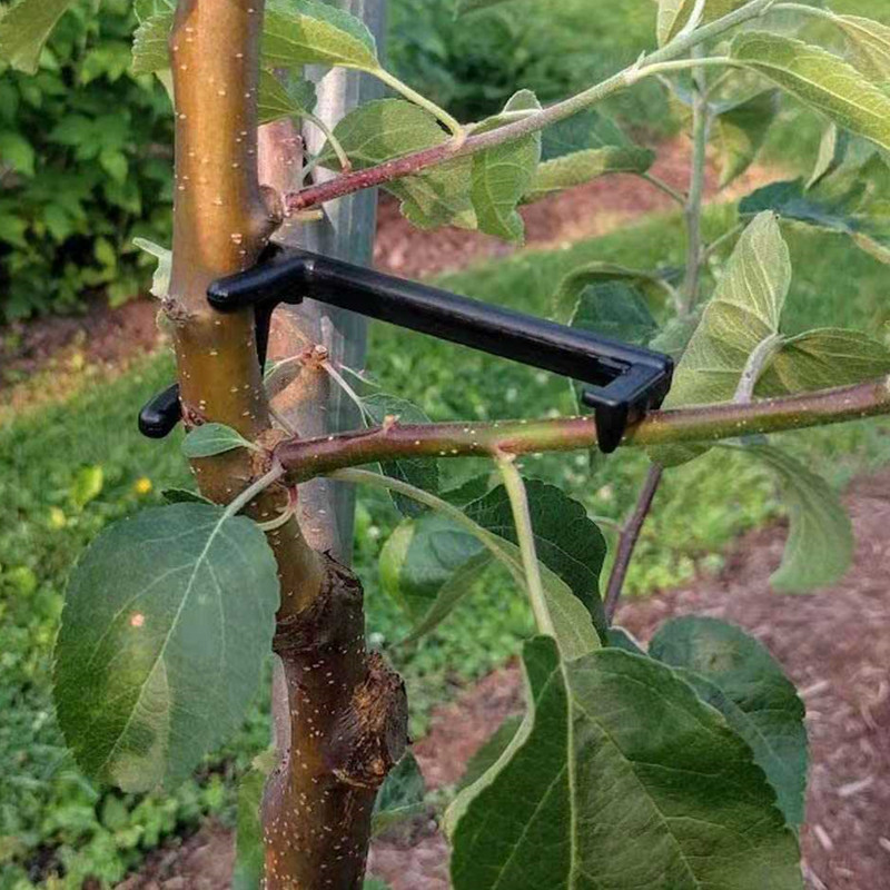 Fruit Tree Branch Puller Plant - Fruit Roll Up 评论和价格