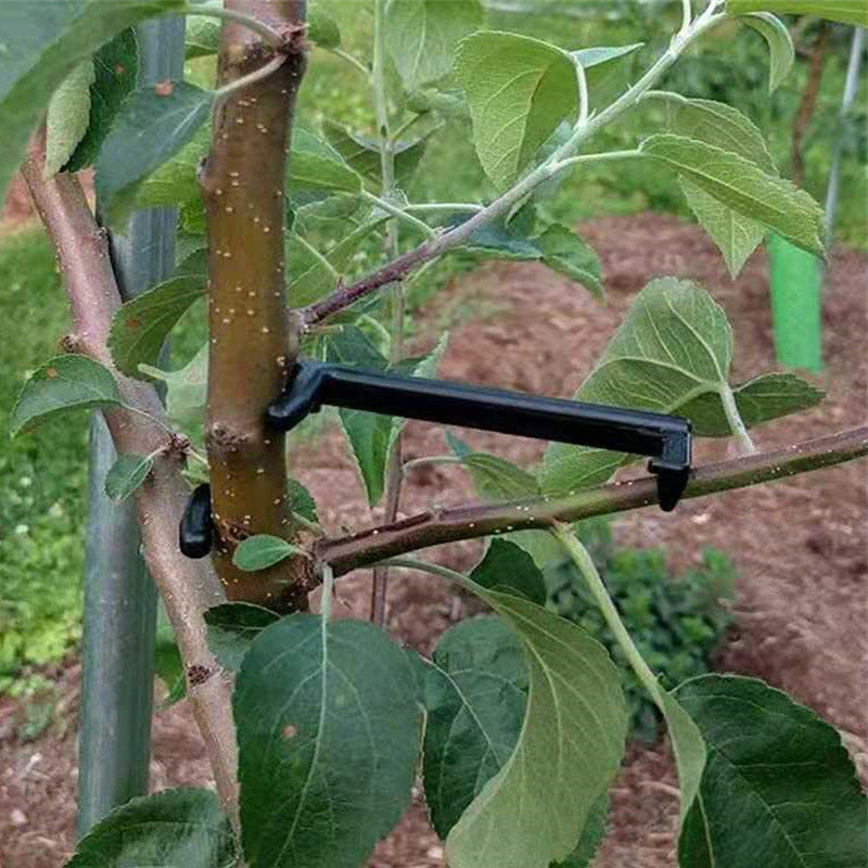 Fruit Tree Branch Puller Plant - Fruit Roll Up 评论和价格