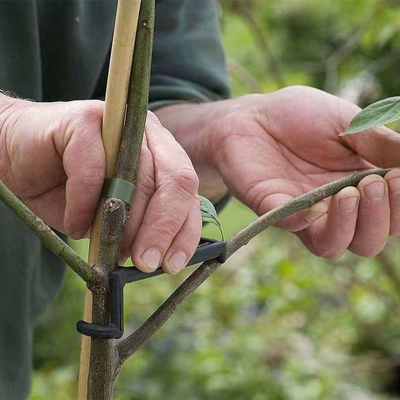 Fruit Tree Branch Puller Plant - Fruit Roll Up 评论和价格